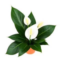 Peace Lily indoor air purifier