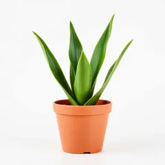 Snake Plant indoor air purifier