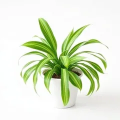 Spider Plant indoor air purifier